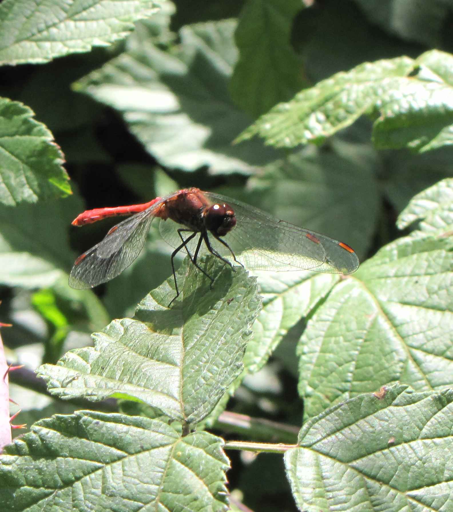 Sympetrum